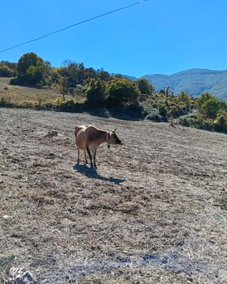 Mucca vacca jersey
