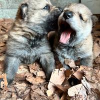 Cuccioli Cane Lupo Cecoslovacco