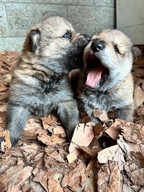 Cuccioli Cane Lupo Cecoslovacco