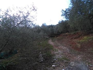 Terreno agricolo di ampia metratura