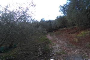 Terreno agricolo di ampia metratura