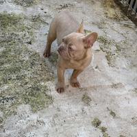 Bulldog francese
