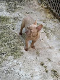 Bulldog francese