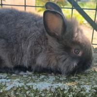 Coniglietto nano testa di leone