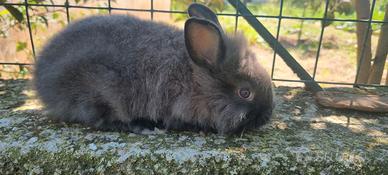 Coniglietto nano testa di leone