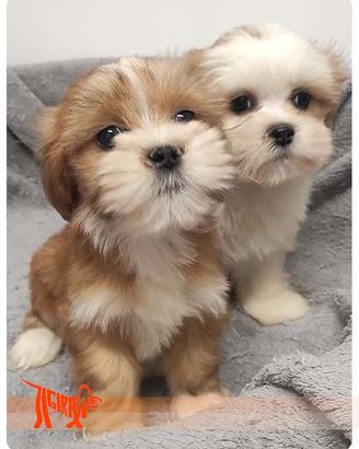 Cuccioli di LHASA APSO