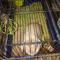 Coniglio testa di Ariete