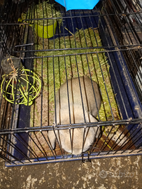 Coniglio testa di Ariete