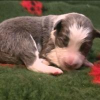 Border collie blu e lilac