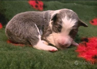 Border collie blu e lilac