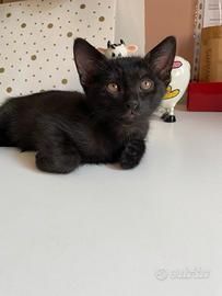 Gattini neri 3 mesi