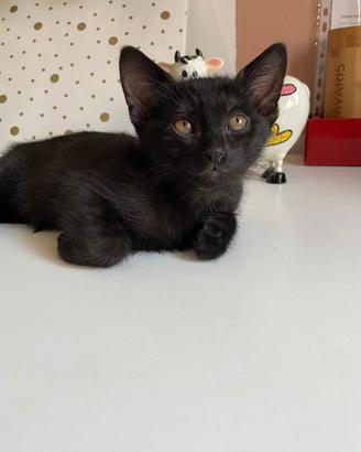 Gattini neri 3 mesi