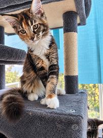 Maine Coon femmina Nanou - tartarugata tigrata