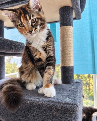 Maine Coon femmina Nanou - tartarugata tigrata