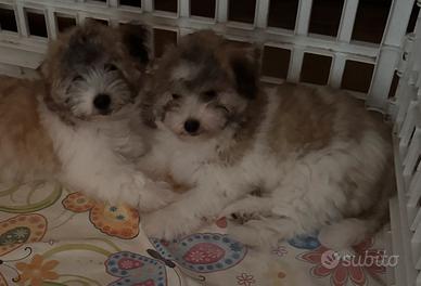 Coton de Tulear