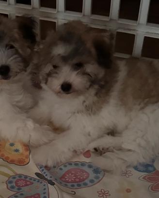 Coton de Tulear