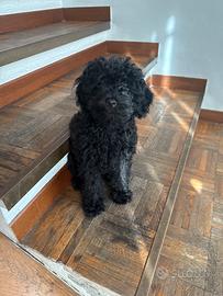 Barboncino black