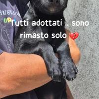 Pepe 2 mesi e mezzo cucciolo taglia piccola