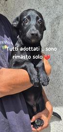 Pepe 2 mesi e mezzo cucciolo taglia piccola