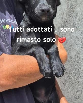 Pepe 2 mesi e mezzo cucciolo taglia piccola