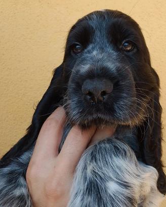 Disponibili cuccioli di cocker spaniel inglese
