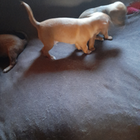 Pincher nati il 27 maggio 2025