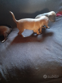 Pincher nati il 27 maggio 2025