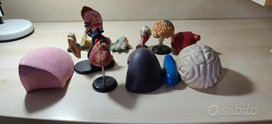 Esplorando il Corpo Umano (collana completa 54 lib