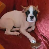 Bulldog francese