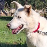 Oscar,dolce e timido vuole il suo umano per sempre