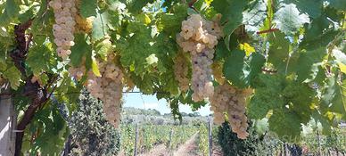 Uva biologica certificata