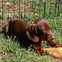 Bassotti cioccolato con Pedigree Enci