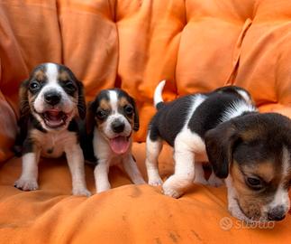 Beagle elisabeth