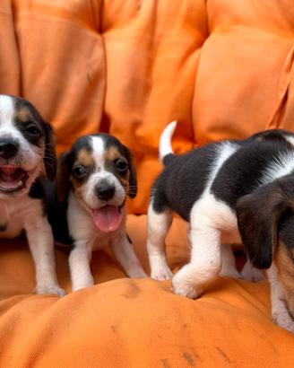 Beagle elisabeth
