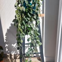 Pianta da interno Hoya krohniana 'eskimo'