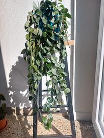 Pianta da interno Hoya krohniana 'eskimo'