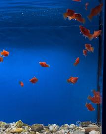 Platy , Molly , porta spada