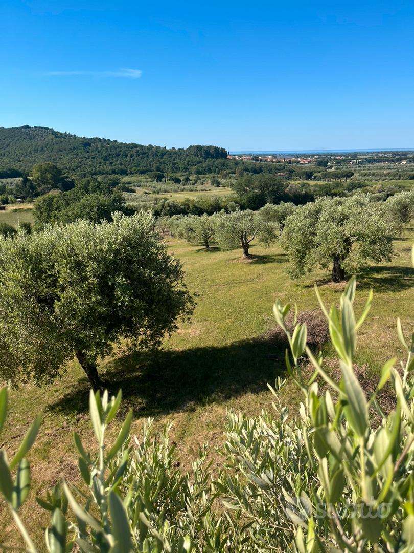Oliveto di pregio - Vista 2