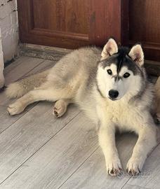 Siberian husky