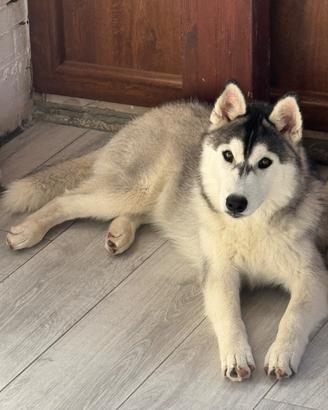 Siberian husky
