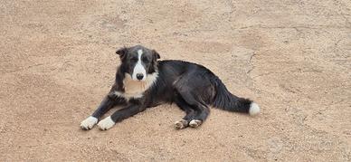 Border collie