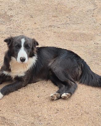 Border collie