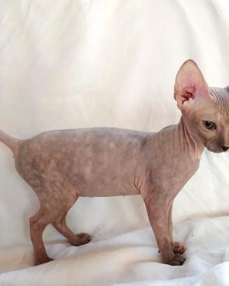 Gattini e gattine don sphynx vari tipi