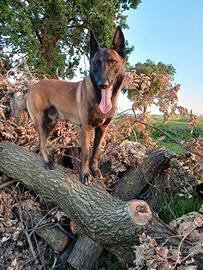 MONTA - pastore belga malinois con pedigree