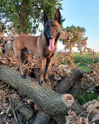 MONTA - pastore belga malinois con pedigree