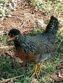 Galline Legbar uova celesti