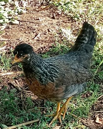 Galline Legbar uova celesti