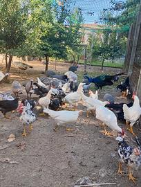 Galline livornesi
