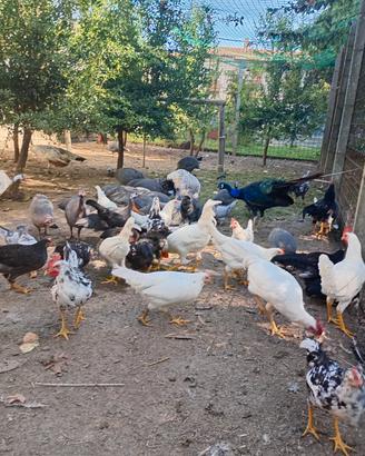 Galline livornesi