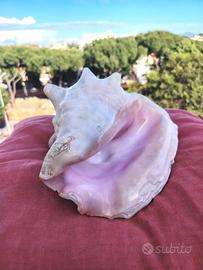 Conchiglia sonora grande